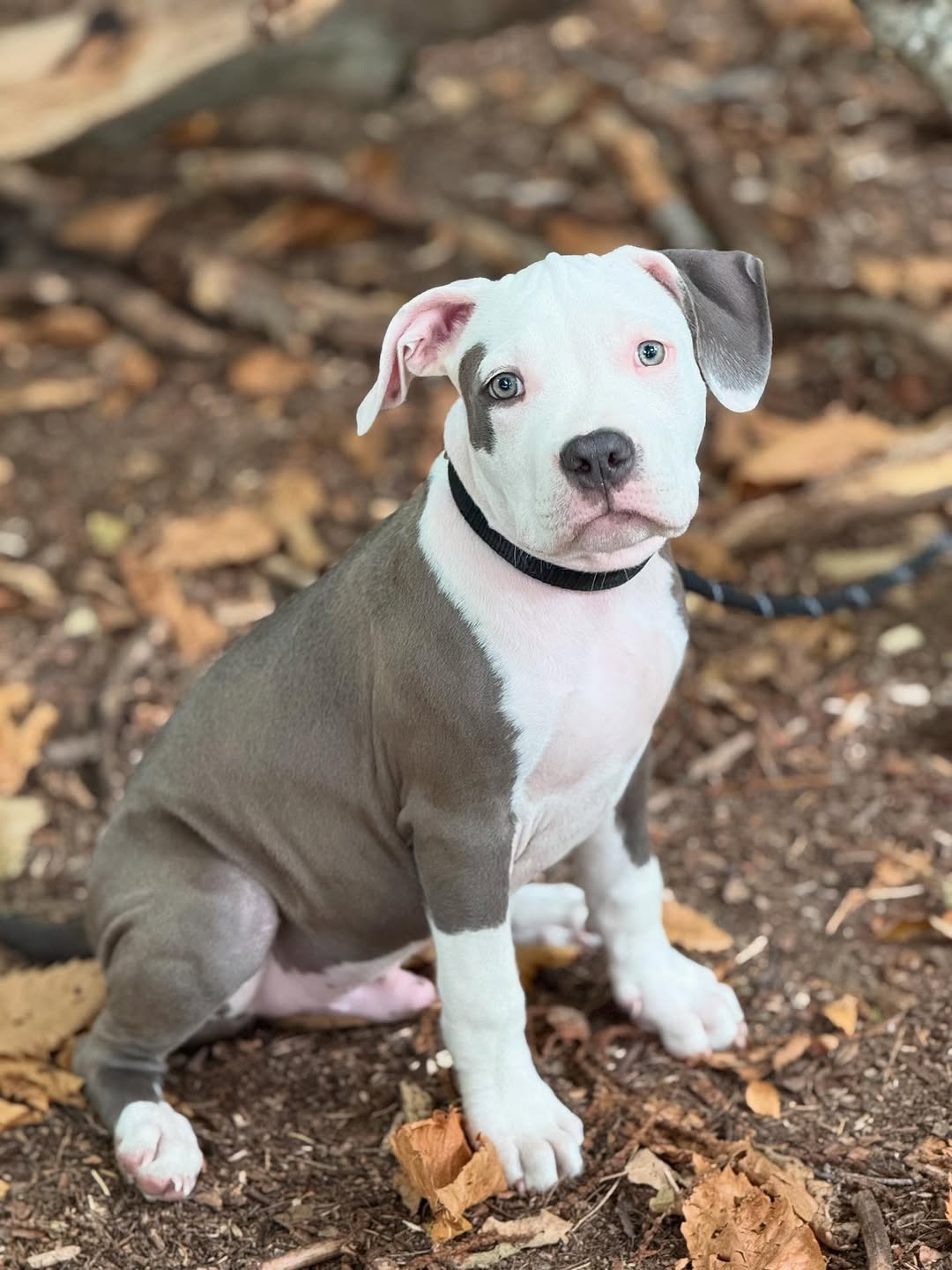  1 Cooper Male puppy For Sale 