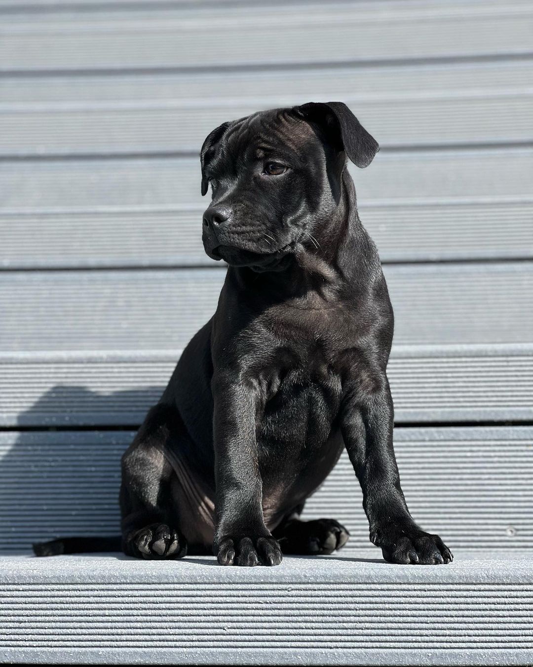  3 Maco male puppy For Sale 