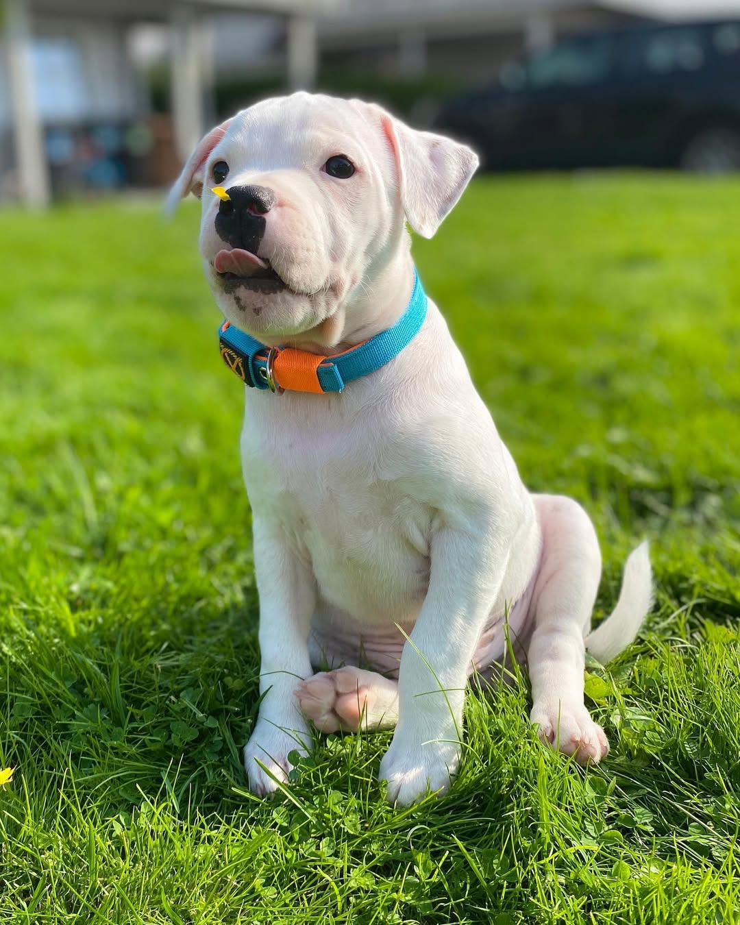  3 Maco male puppy For Sale 