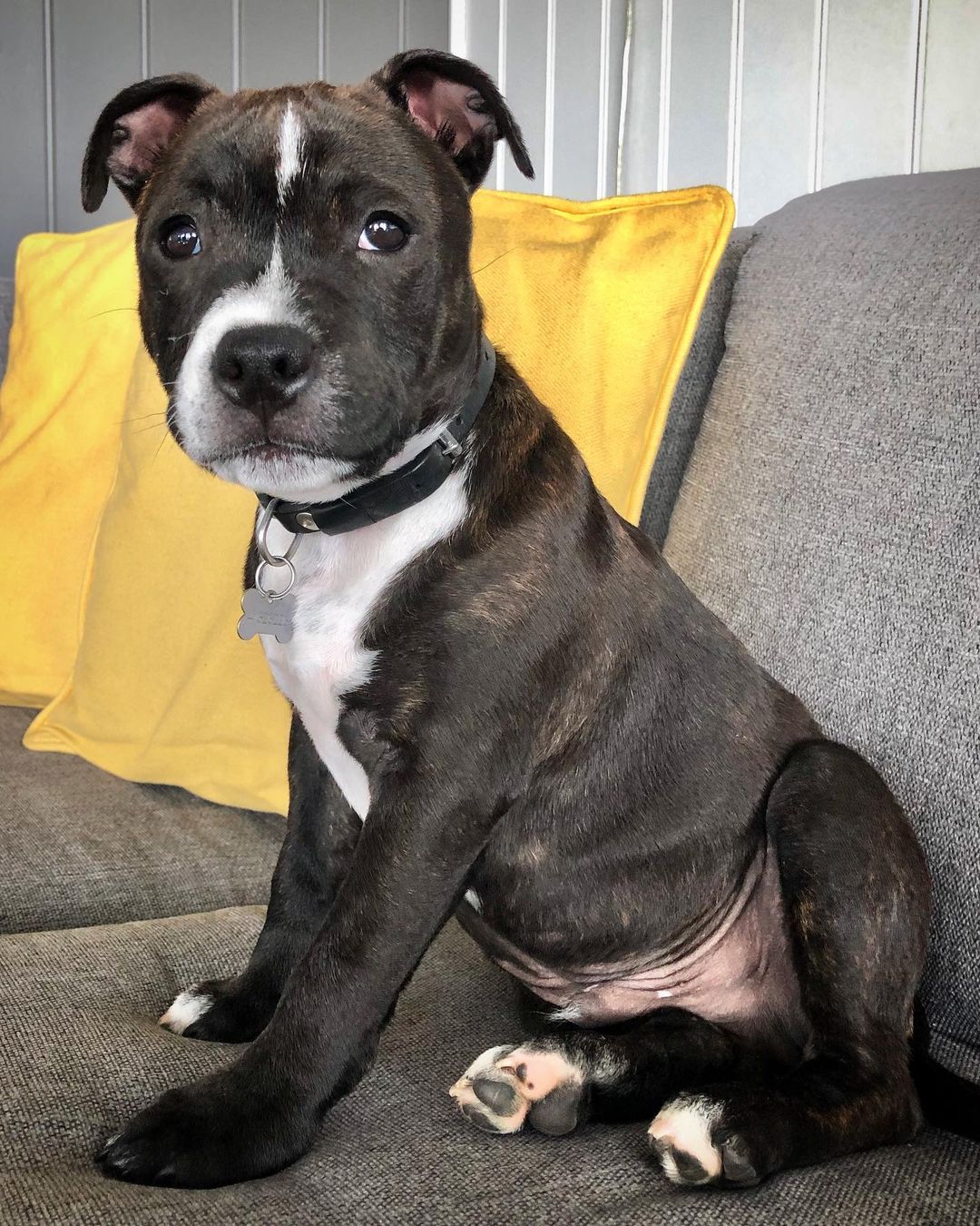  1 Cooper Male puppy For Sale 