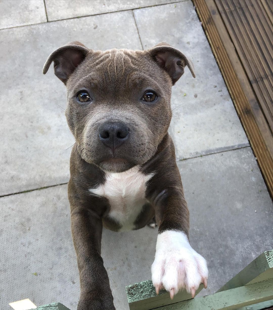  2 carlis  Male puppy For Sale 