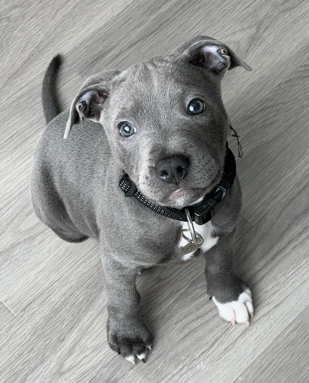  2 carlis  Male puppy For Sale 