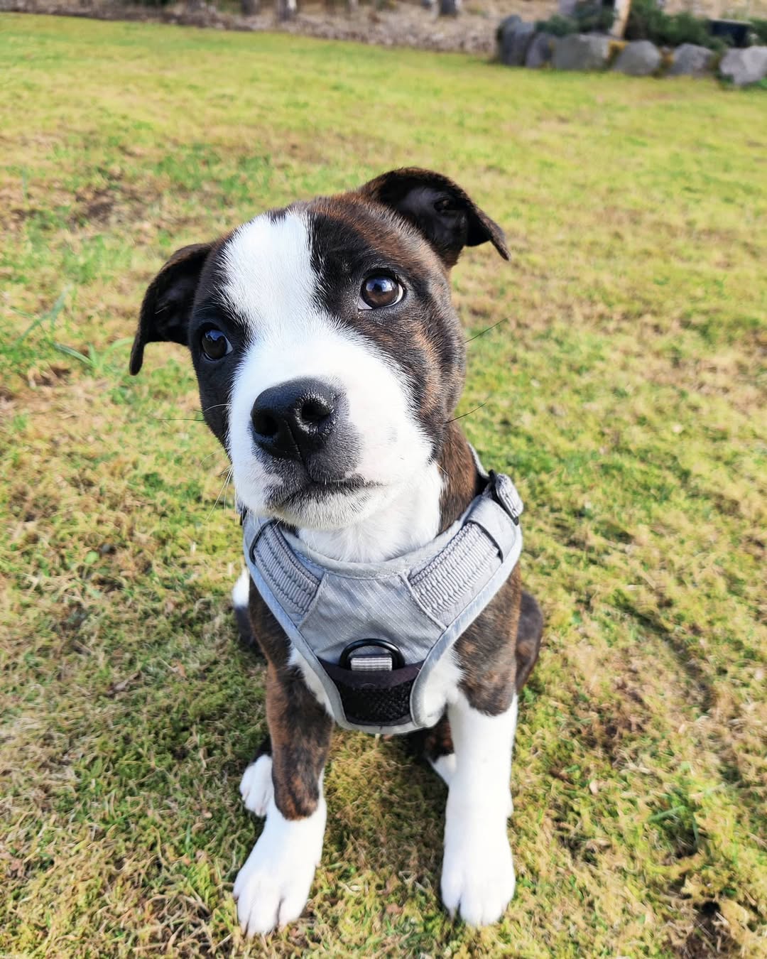  3 Maco male puppy For Sale 