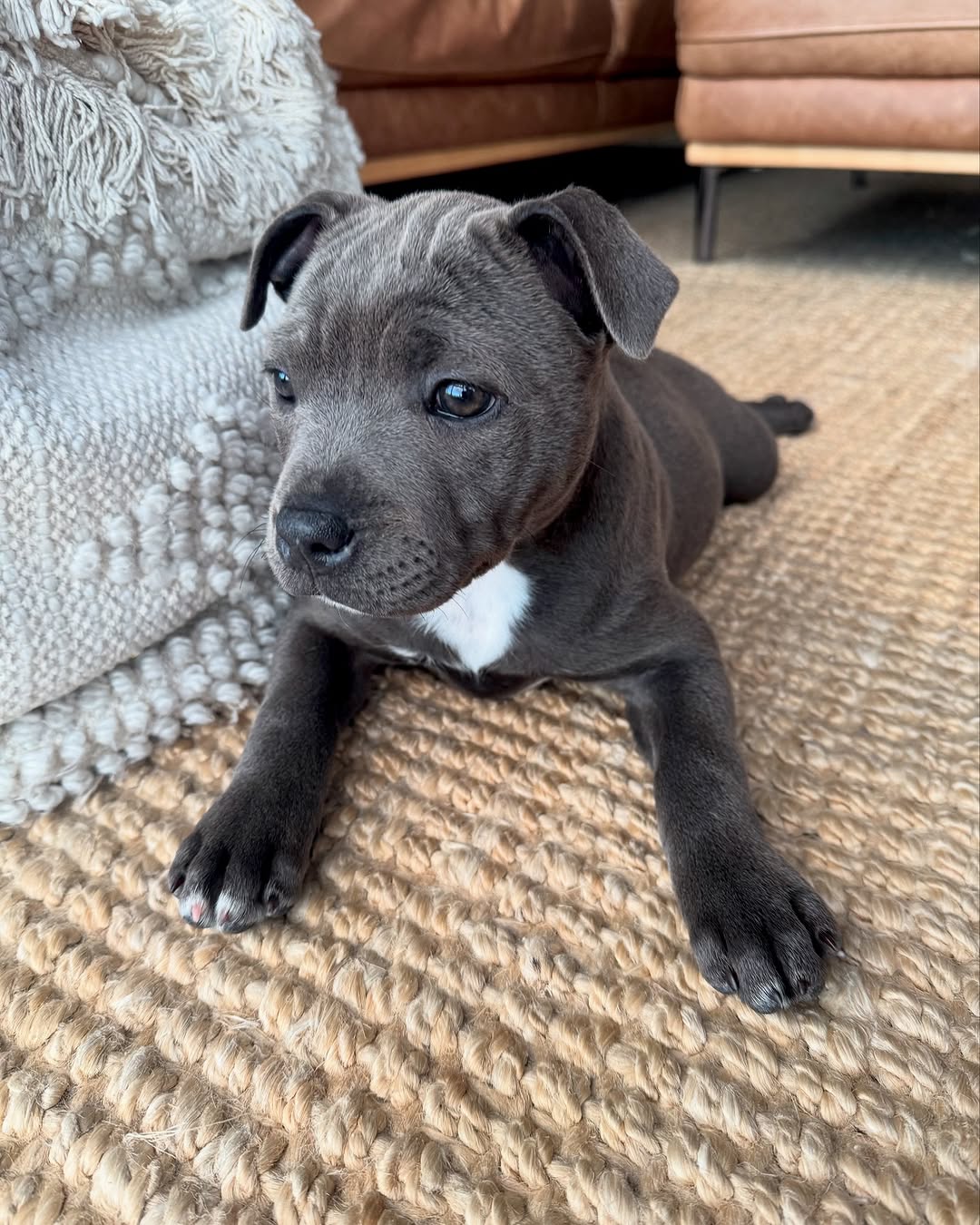  1 Cooper Male puppy For Sale 