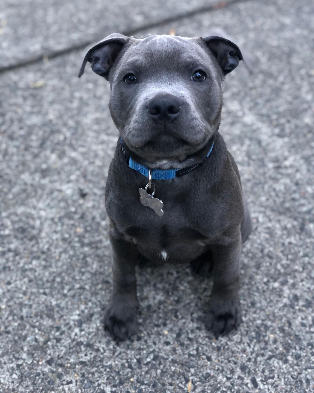  3 Maco male puppy For Sale 