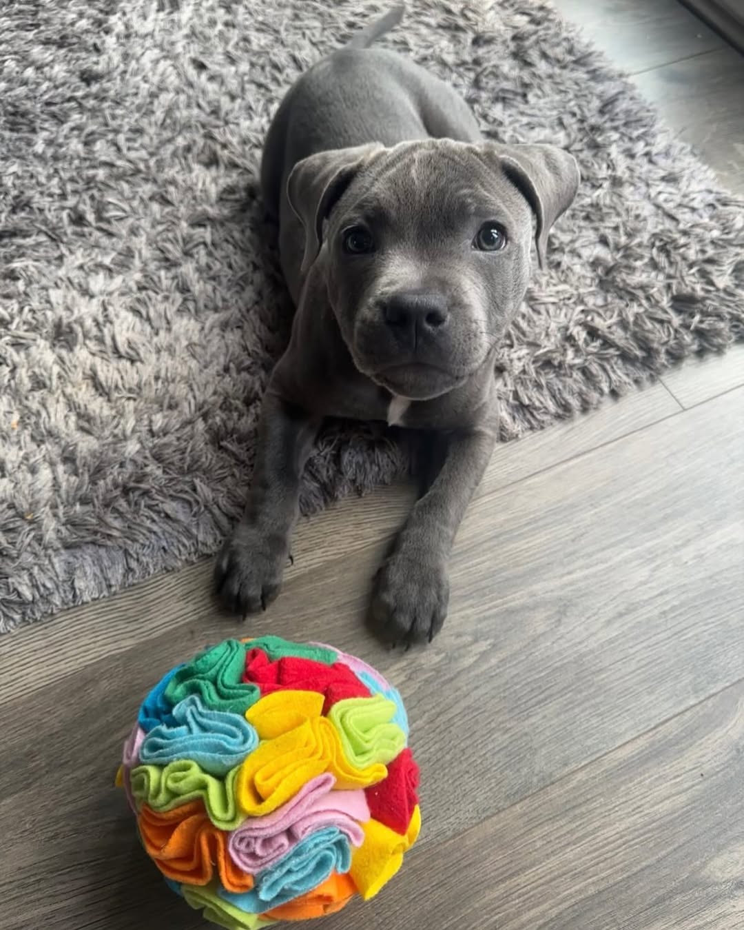  3 Maco male puppy For Sale 