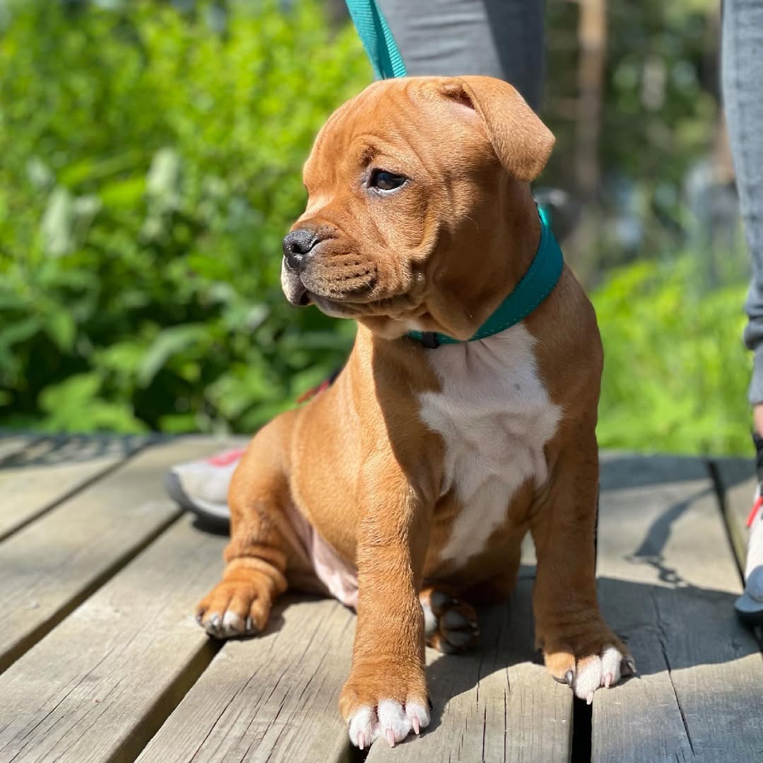  3 Maco male puppy For Sale 