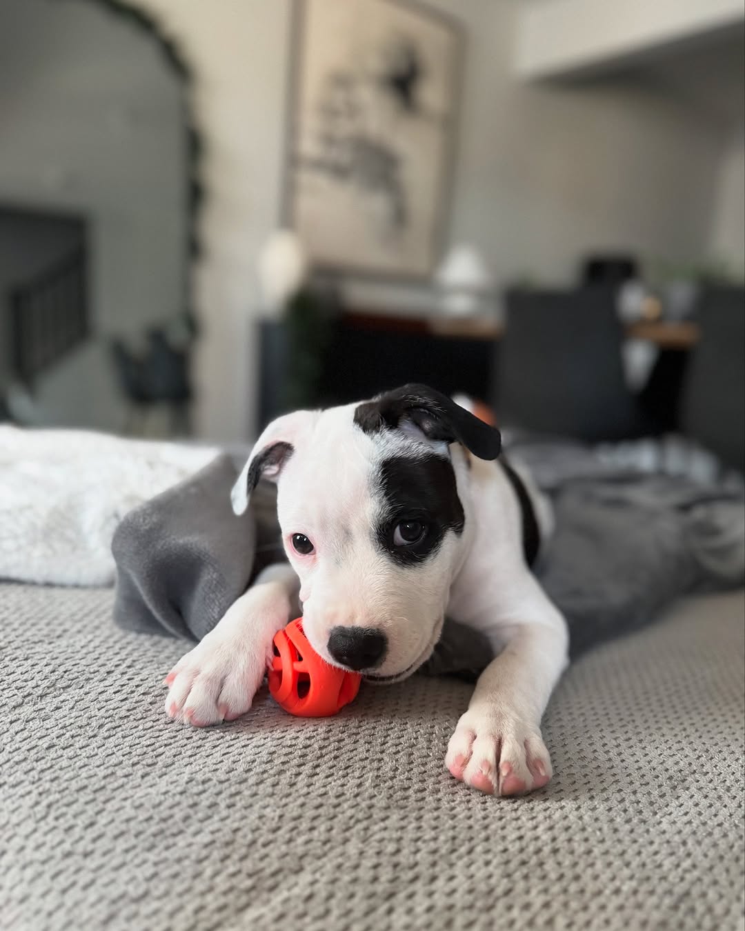  2 carlis  Male puppy For Sale 