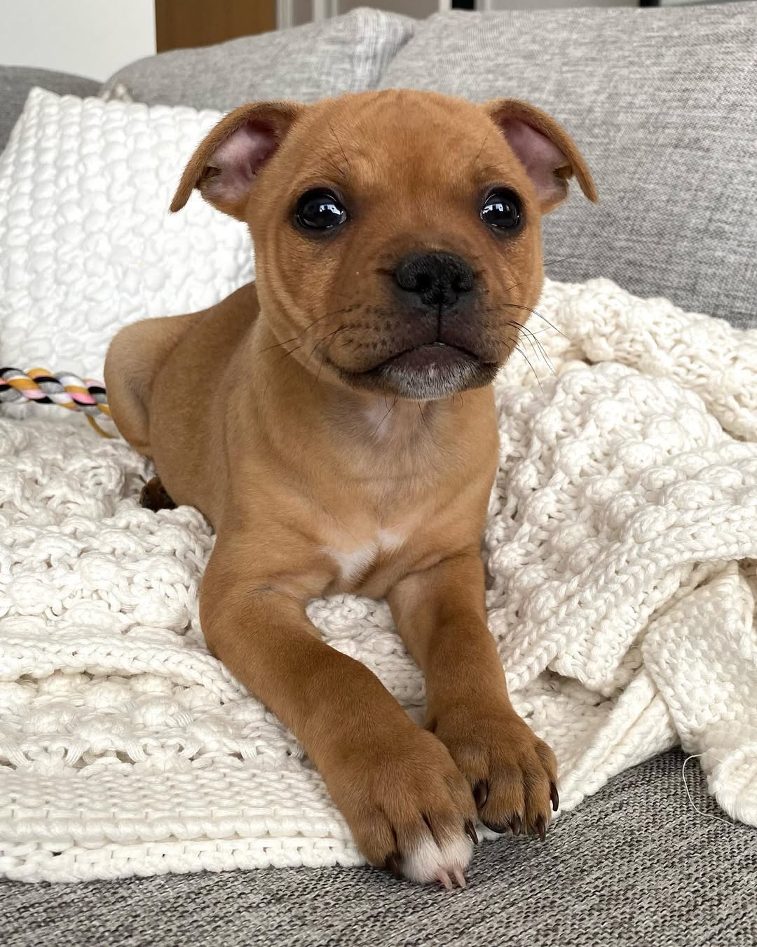  2 carlis  Male puppy For Sale 