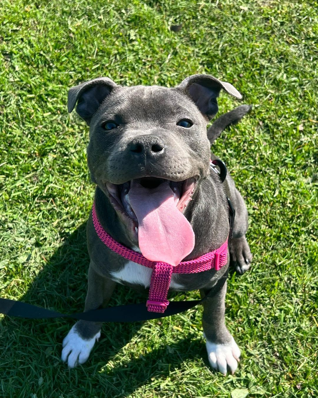  1 Connie Male puppy For Sale 