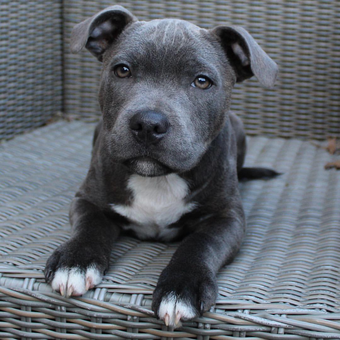  2 carlis  Male puppy For Sale 