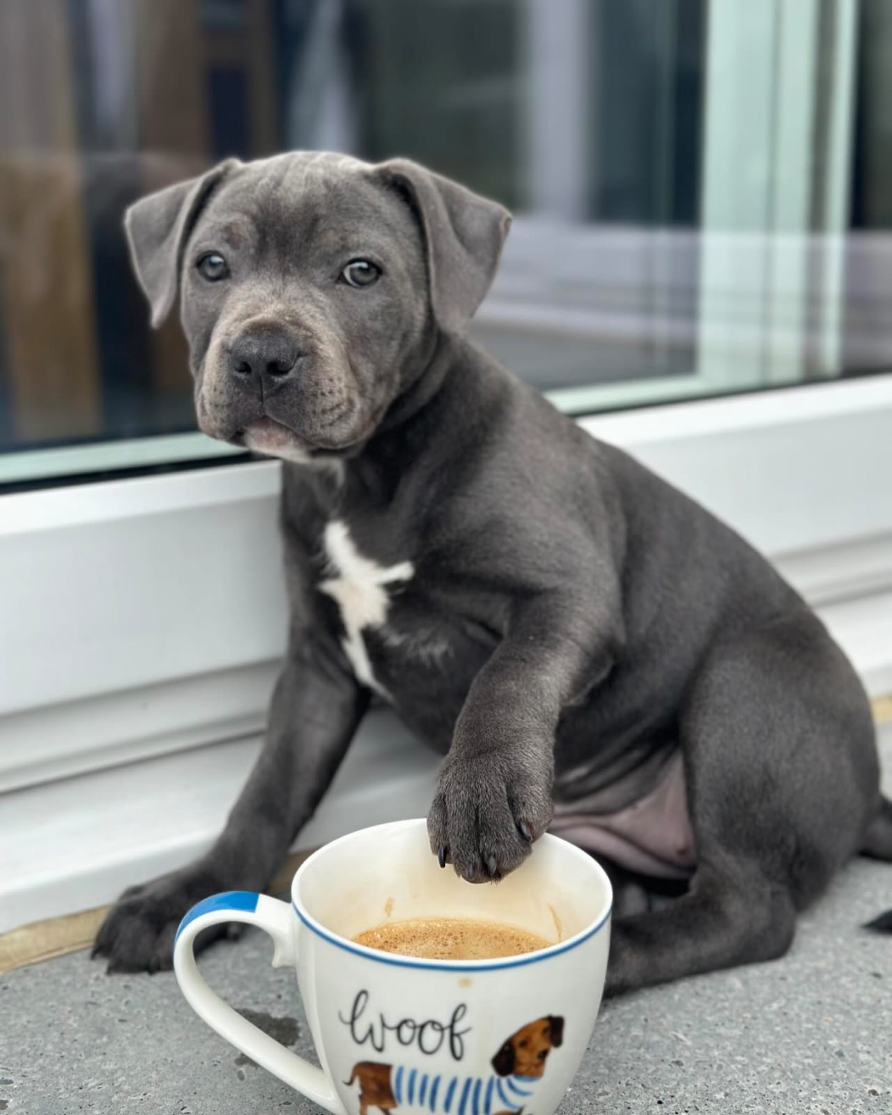  3 Maco male puppy For Sale 