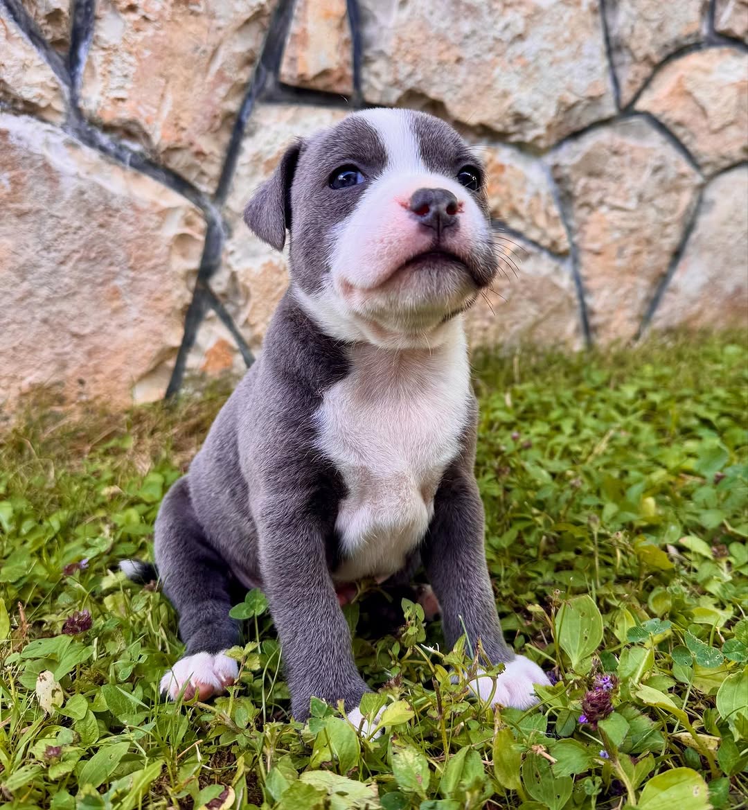  3 Maco male puppy For Sale 