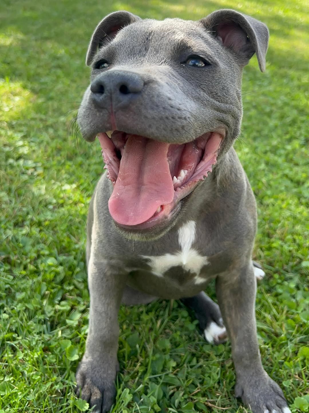  1 Connie Male puppy For Sale 