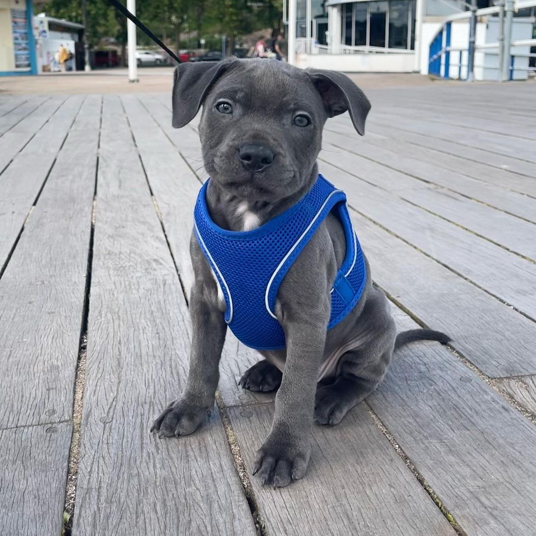  2 carlis  Male puppy For Sale 