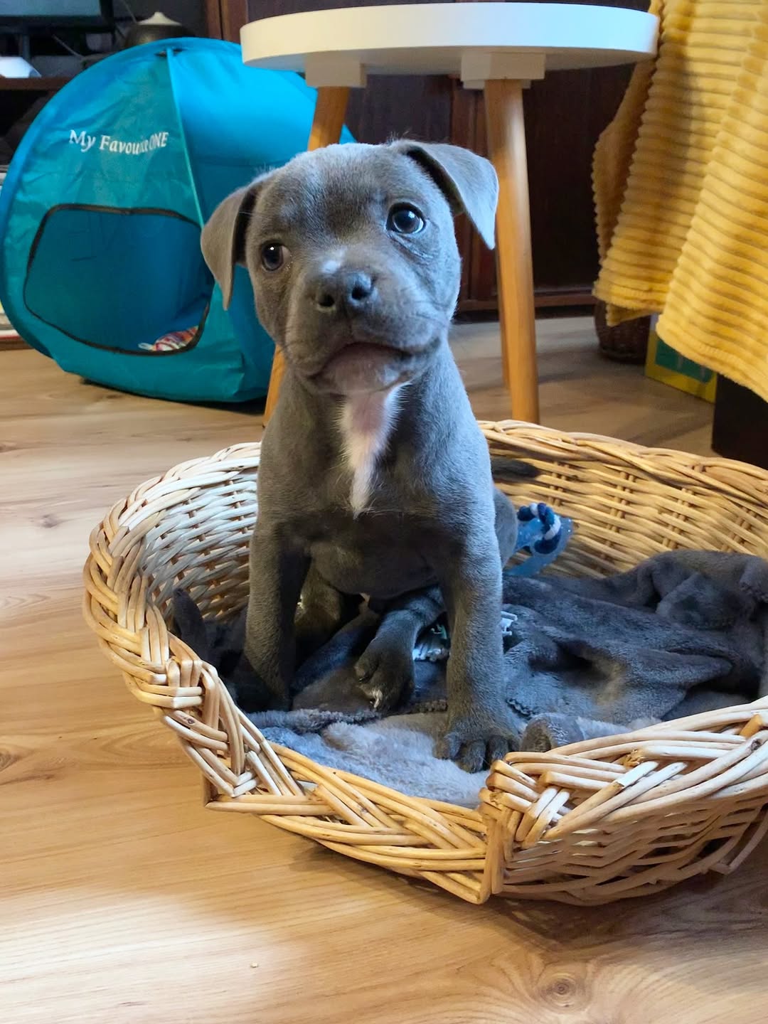  3 Maco male puppy For Sale 