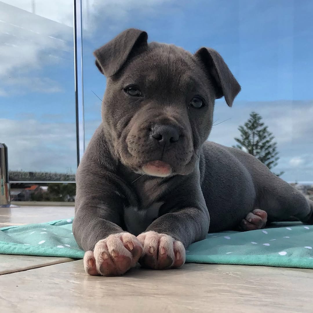  3 Maco male puppy For Sale 