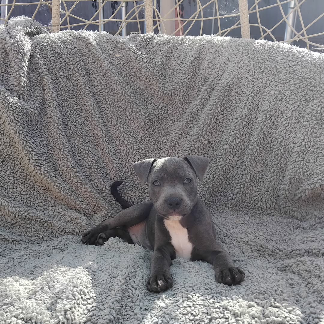  3 Maco male puppy For Sale 